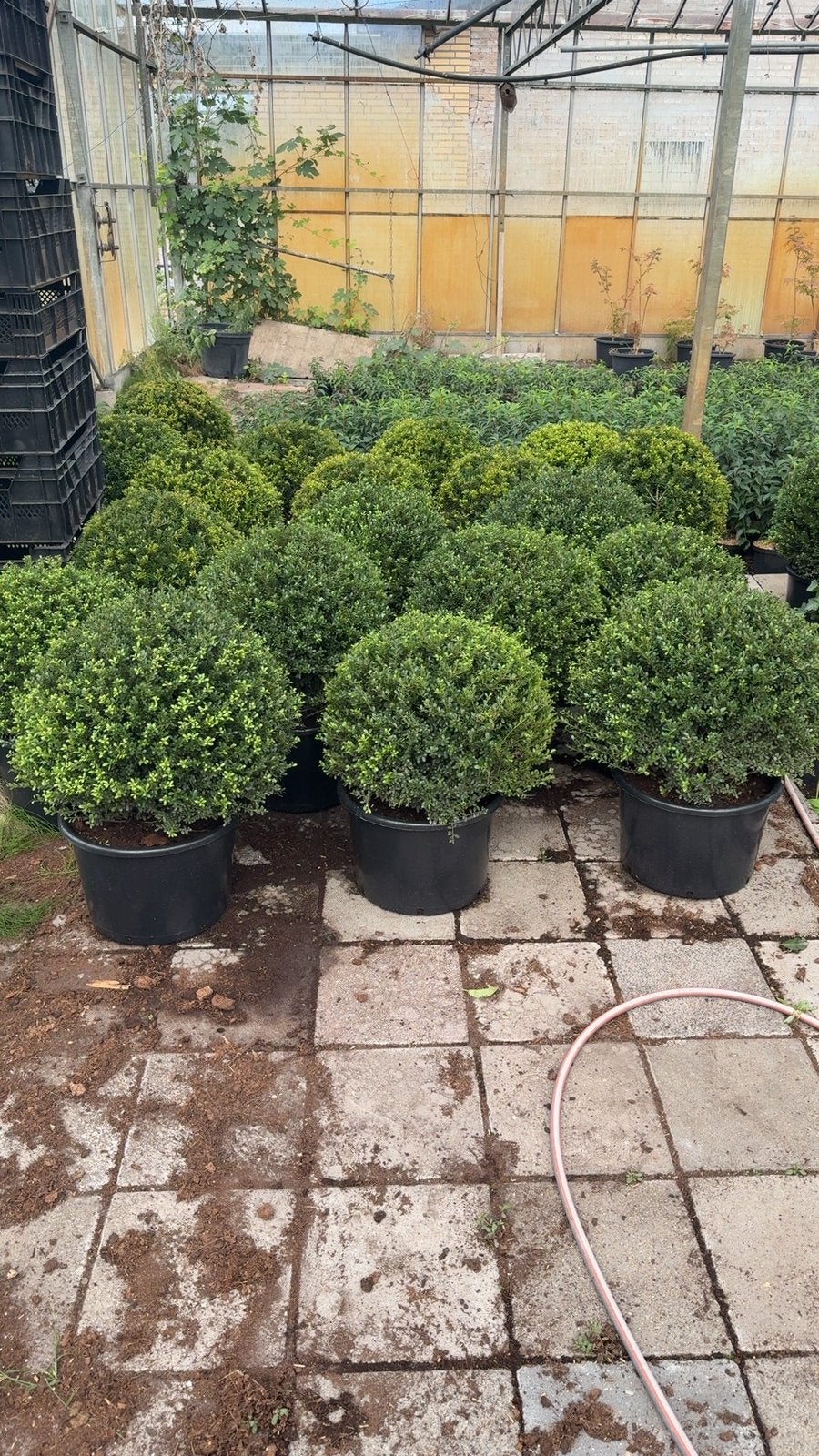Ilex bollen, Tuin en Terras, Ophalen, Hulst, Minder dan 100 cm
