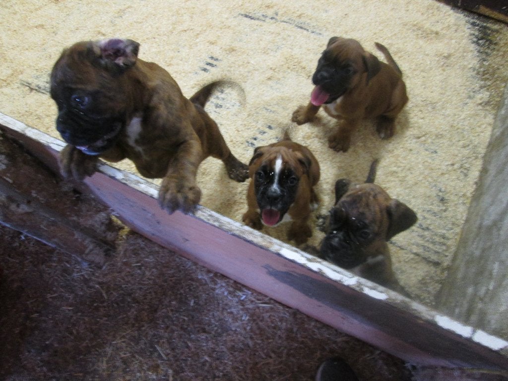Jonge boxer pups, Dieren en Toebehoren, Honden | Bulldogs, Pinschers en Molossers, Meerdere dieren, Overige rassen, Fokker | Hobbymatig