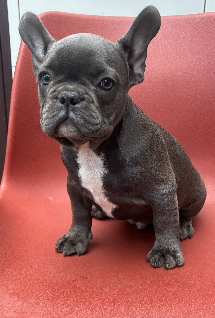 Prachtige Franse bulldog pup reutje, Parvo, Reu, 8 tot 15 weken, Bulldog