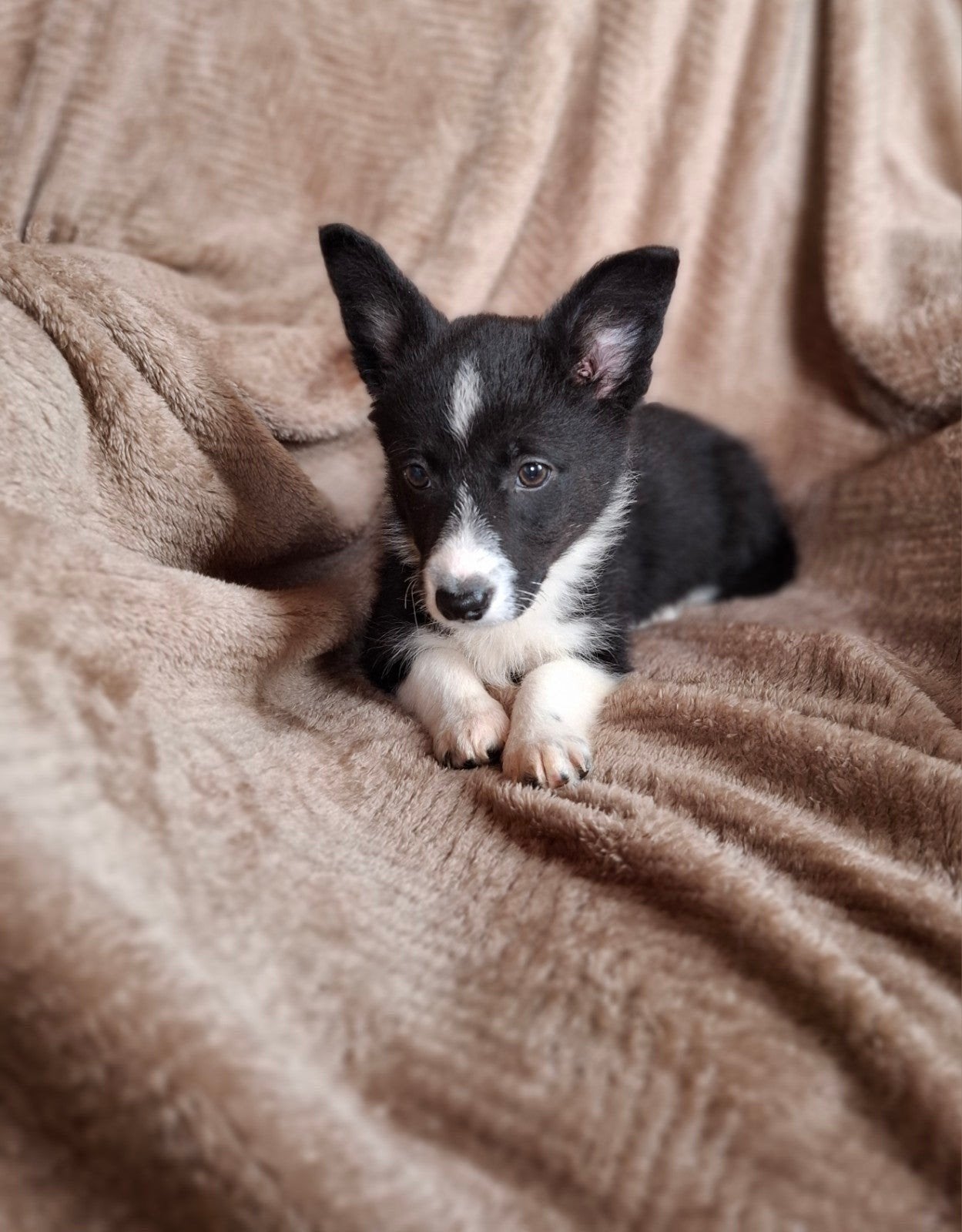 Laatste super lieve Welsh Corgi Cardigan teefje puppys, Overige rassen, 8 tot 15 weken, Teef, Eén hond