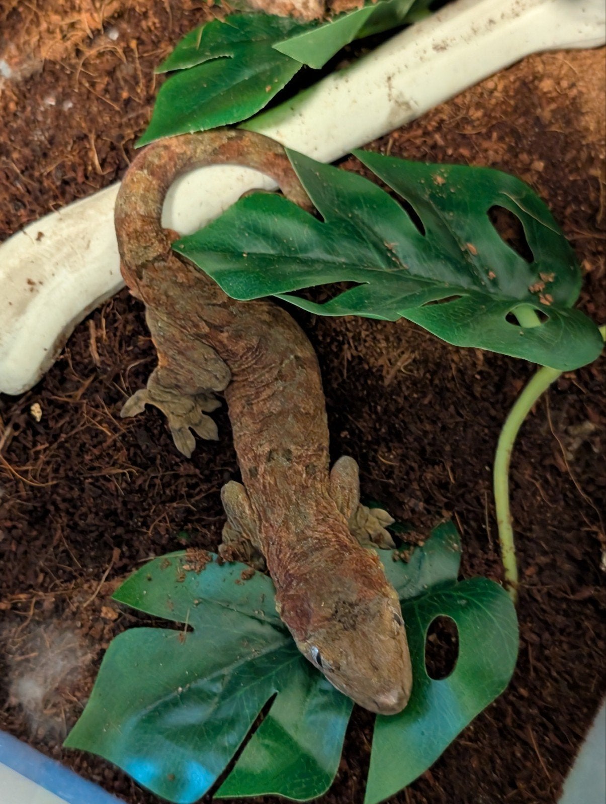 Mniarogekko chahouha 1.0, Dieren en Toebehoren, Reptielen en Amfibieën, Hagedis, 3 tot 6 jaar