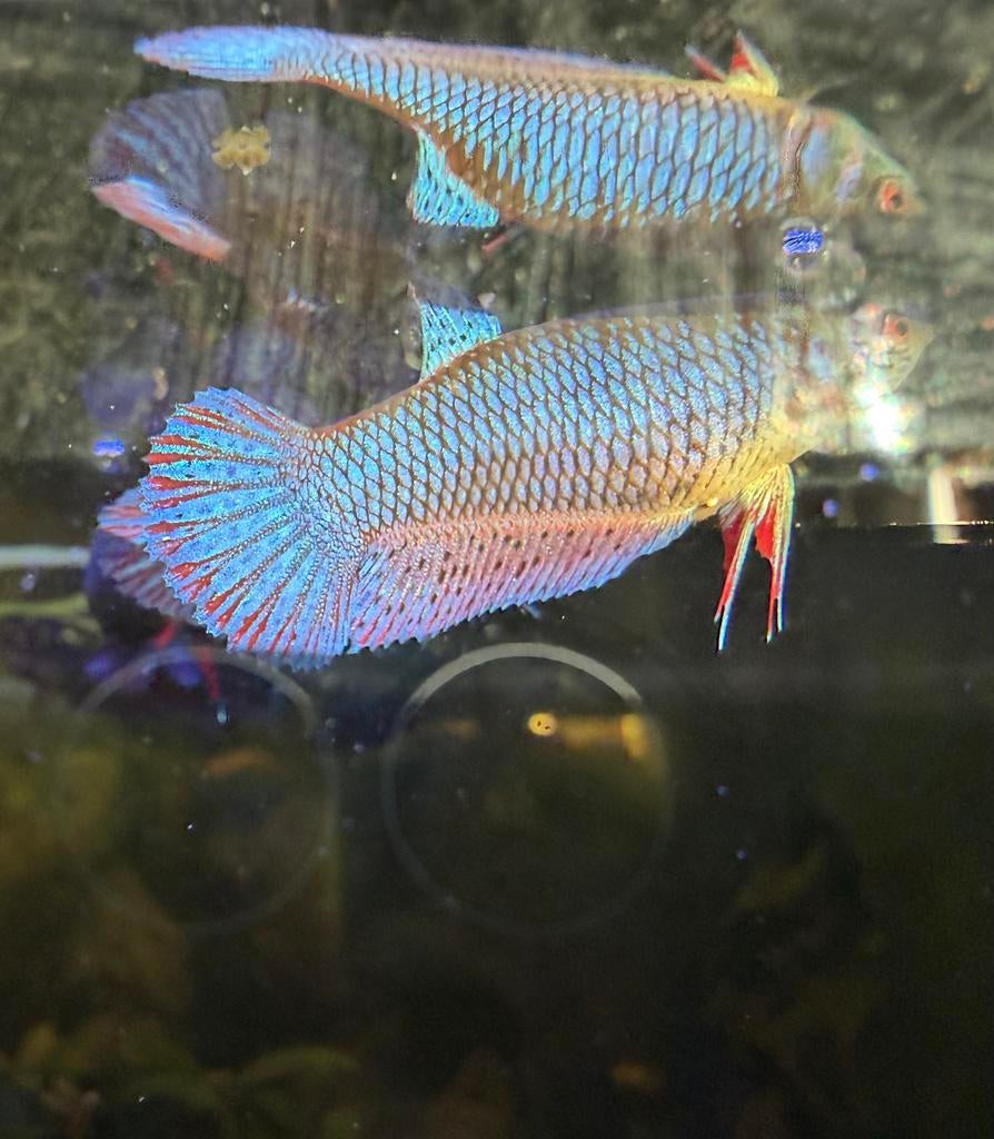 Betta vrowtjes, blue alien/wilde mix, Vis