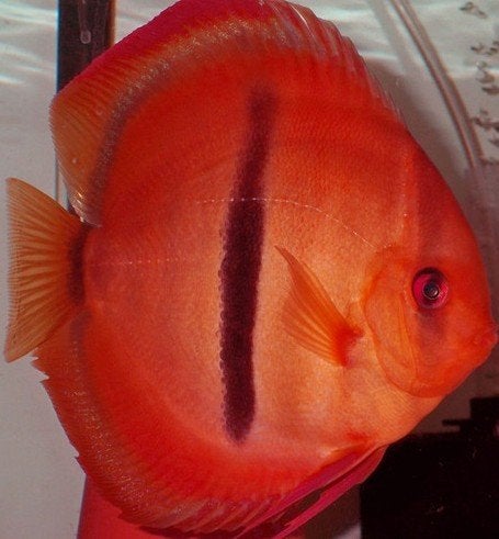Discus Ice Heckel Red - ca 10 cm - Koidream Valburg, Vis