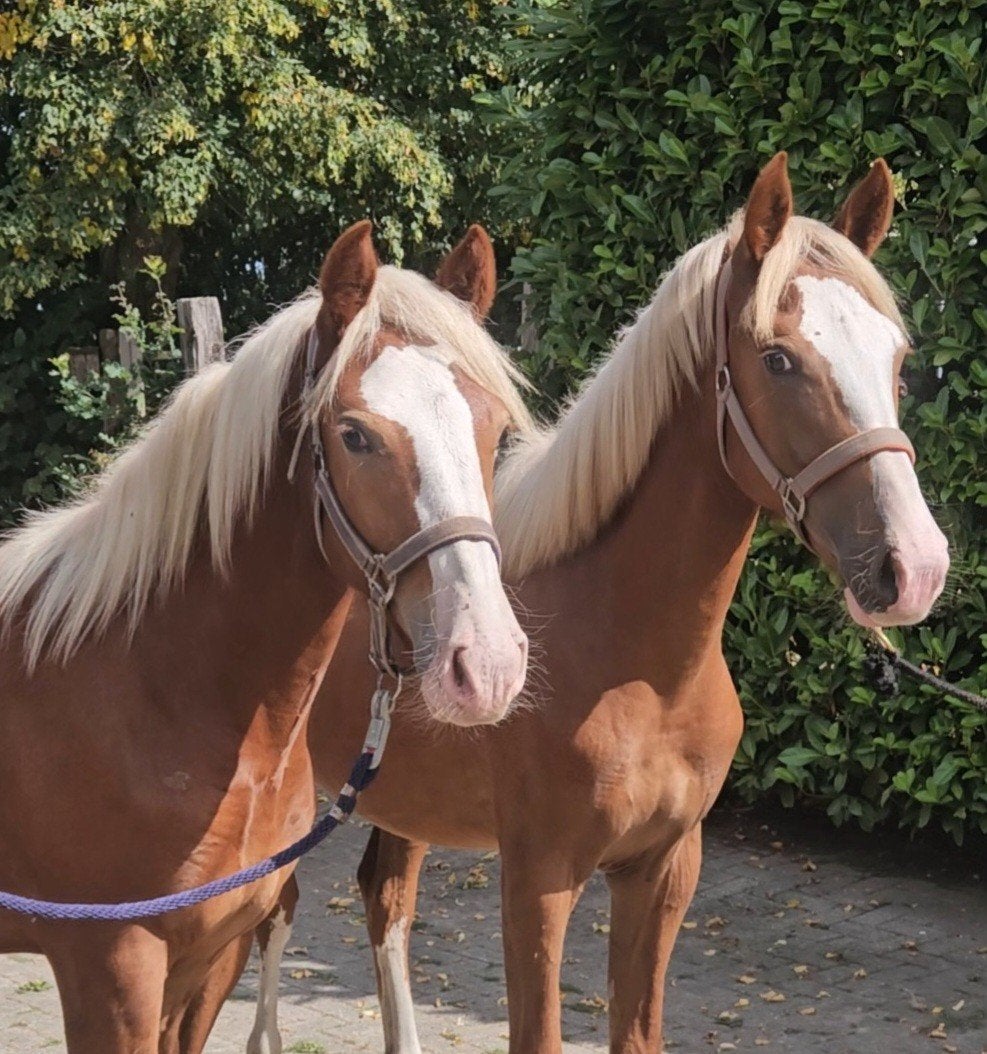 Supermooie lieve & opvallende Freibergers, merrie en ruin, Dieren en Toebehoren, Paarden, Minder dan 160 cm, Met stamboom, 0 tot 2 jaar