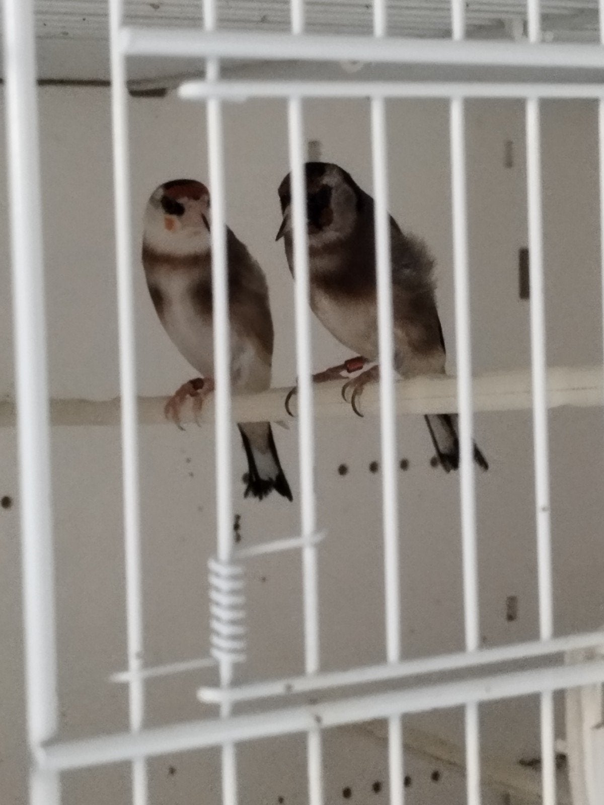 1koppel parva putter, Dieren en Toebehoren, Vogels | Overige Vogels, Meerdere dieren, Wildzangvogel