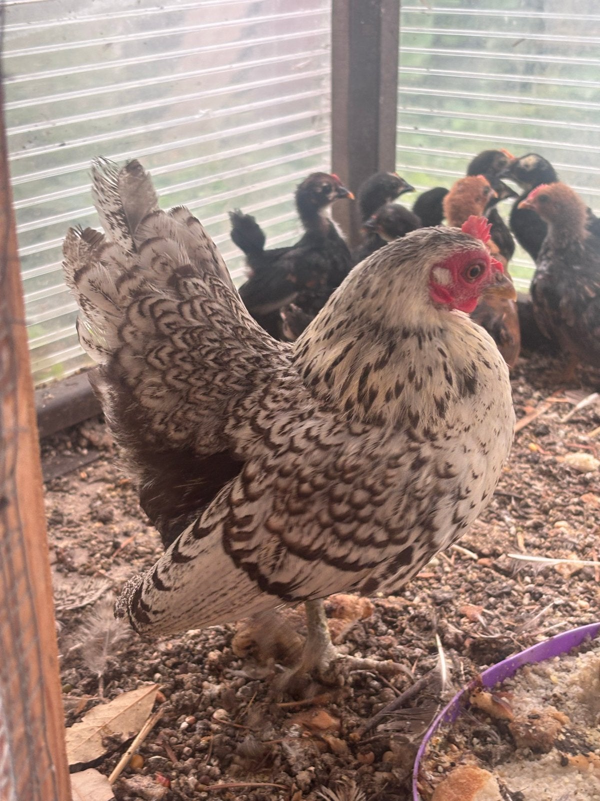 Mooie serama kip en 10 kuikens, Dieren en Toebehoren, Pluimvee