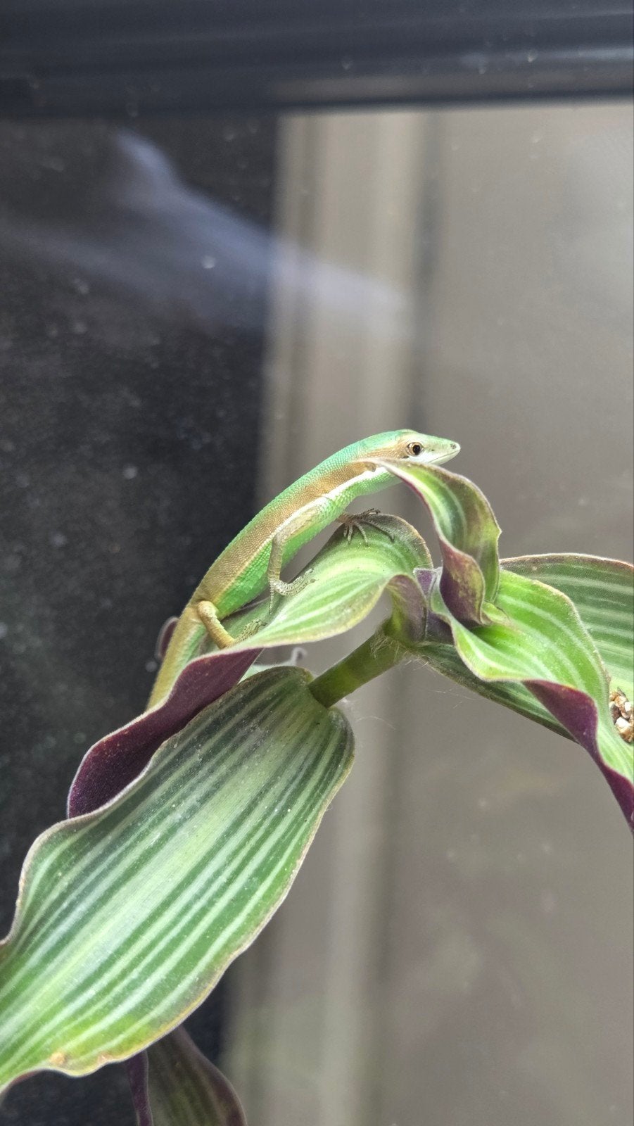 Langstaarthagedissen, Takydromus Smaragdinus, Hagedis, 0 tot 2 jaar