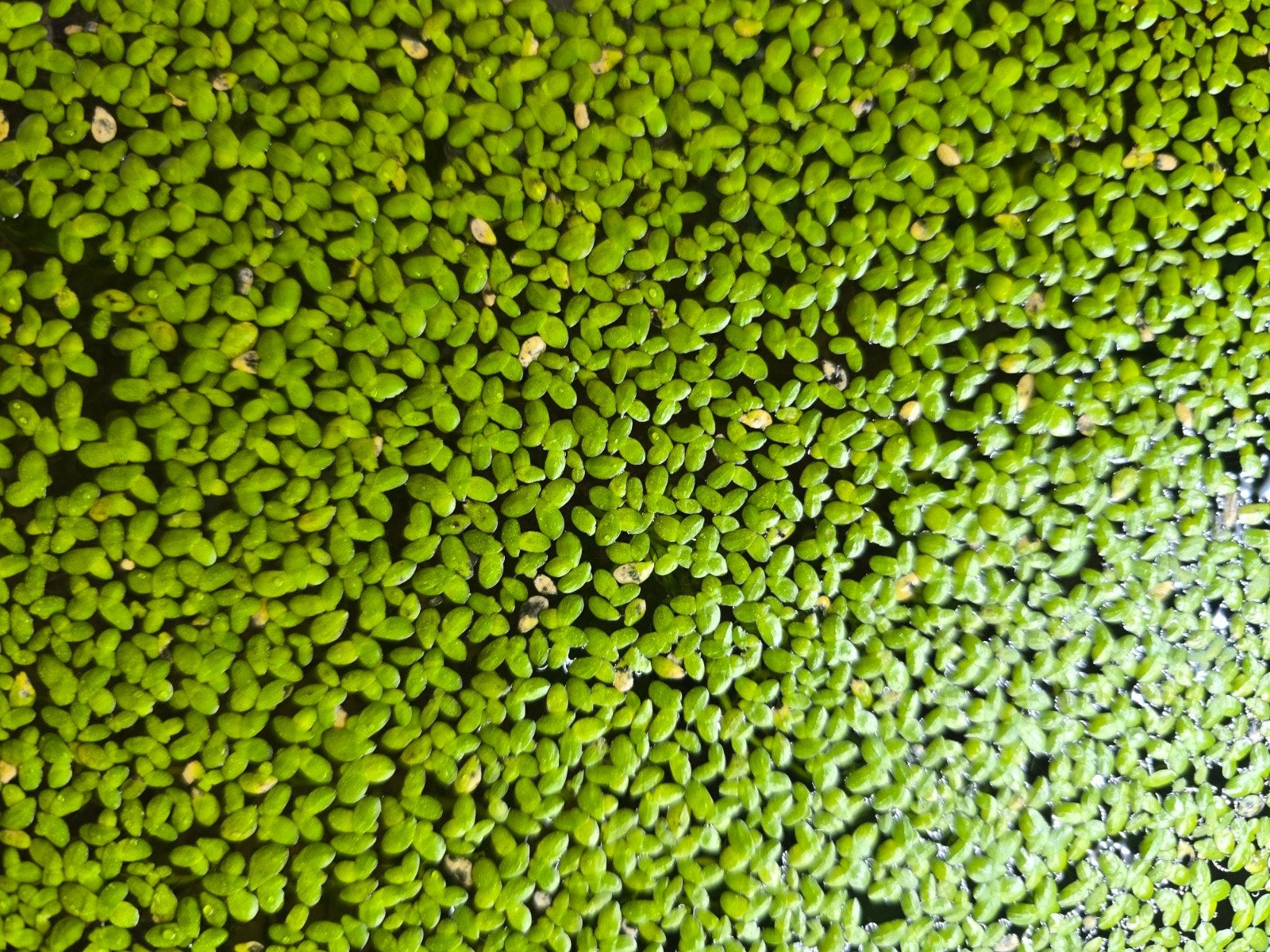 drijvende waterplantjes(kroos), Vis