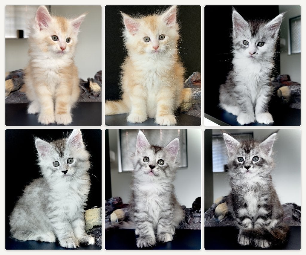 Prachtige Maine Coon kittens van Pure DenMark - NLKV, Meerdere dieren, Met stamboom, 0 tot 2 jaar