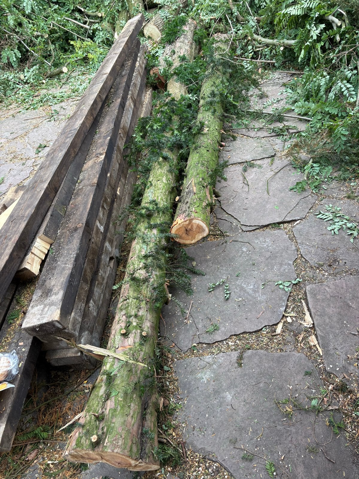 Taxus meubelhout - 2 ruwe stammen voor unieke meubels, Ophalen, Gebruikt, Overige typen, Overige houtsoorten