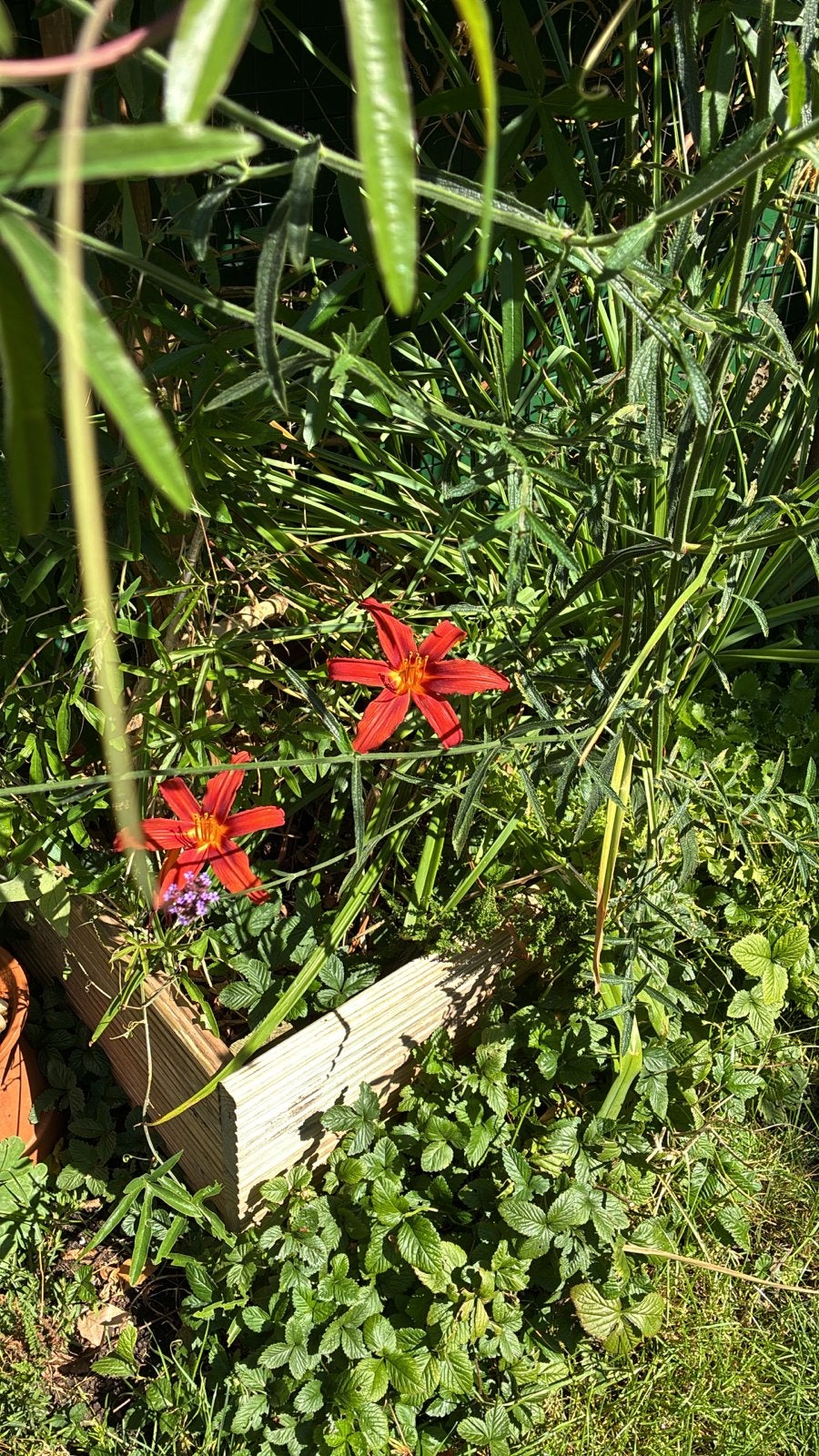 Hemerocallis 'Sammy Russell’, Tuin en Terras, Planten | Tuinplanten, Volle zon, Vaste plant, Zomer, Ophalen