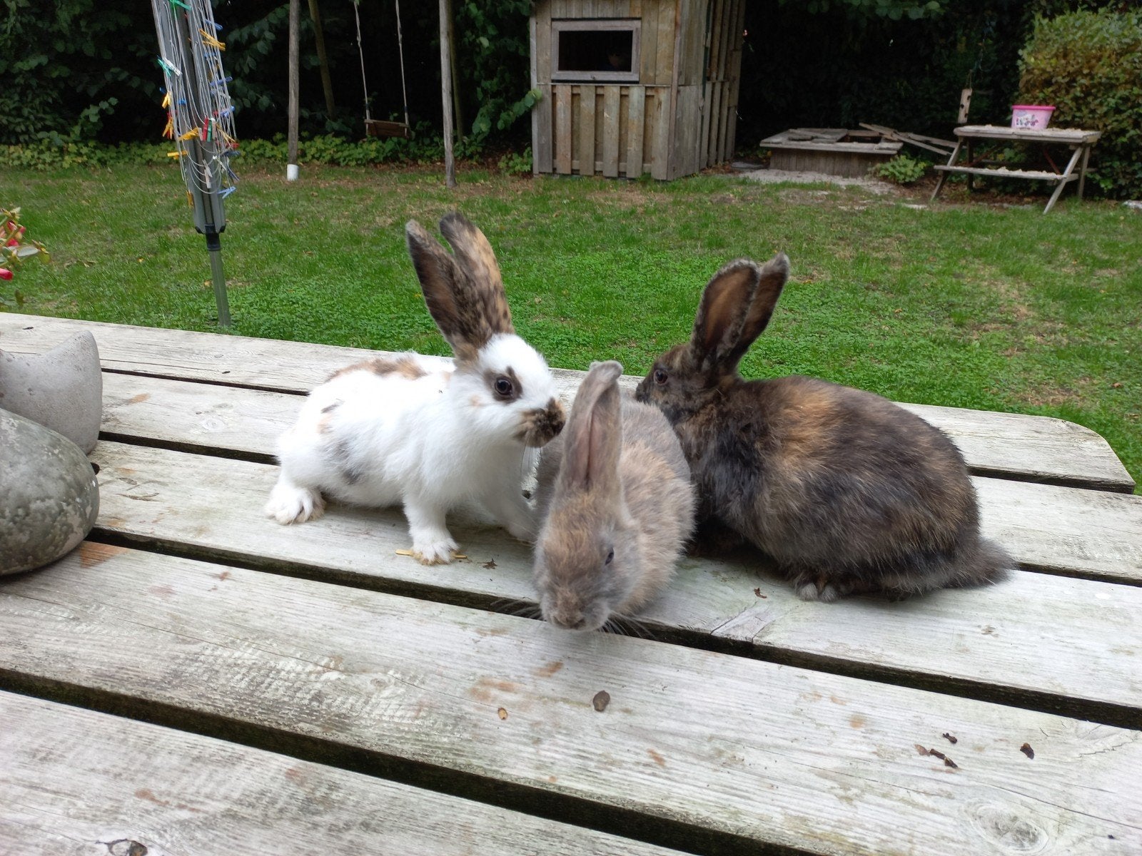 3 jonge Rijnlander rammetjes te koop, Dieren en Toebehoren, Mannelijk, Middelgroot, 0 tot 2 jaar