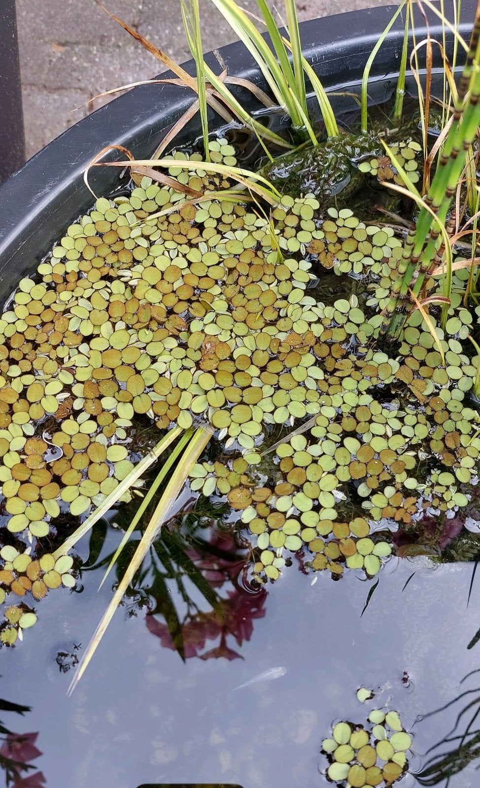 Salvinia drijfplantjes (vlotvaren) uit de vijver., Ophalen
