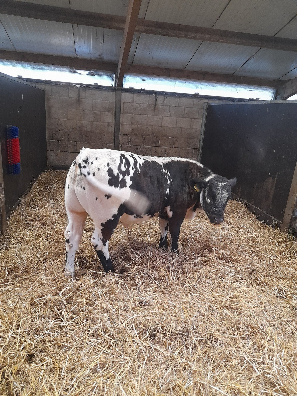special park stierkalf te koop., Mannelijk, 0 tot 2 jaar