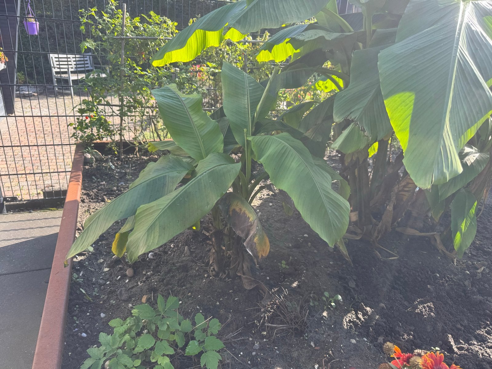 Bananenplant (Musa) - Zelf uitgraven, Volle zon, Vaste plant, Bloeit niet, Ophalen