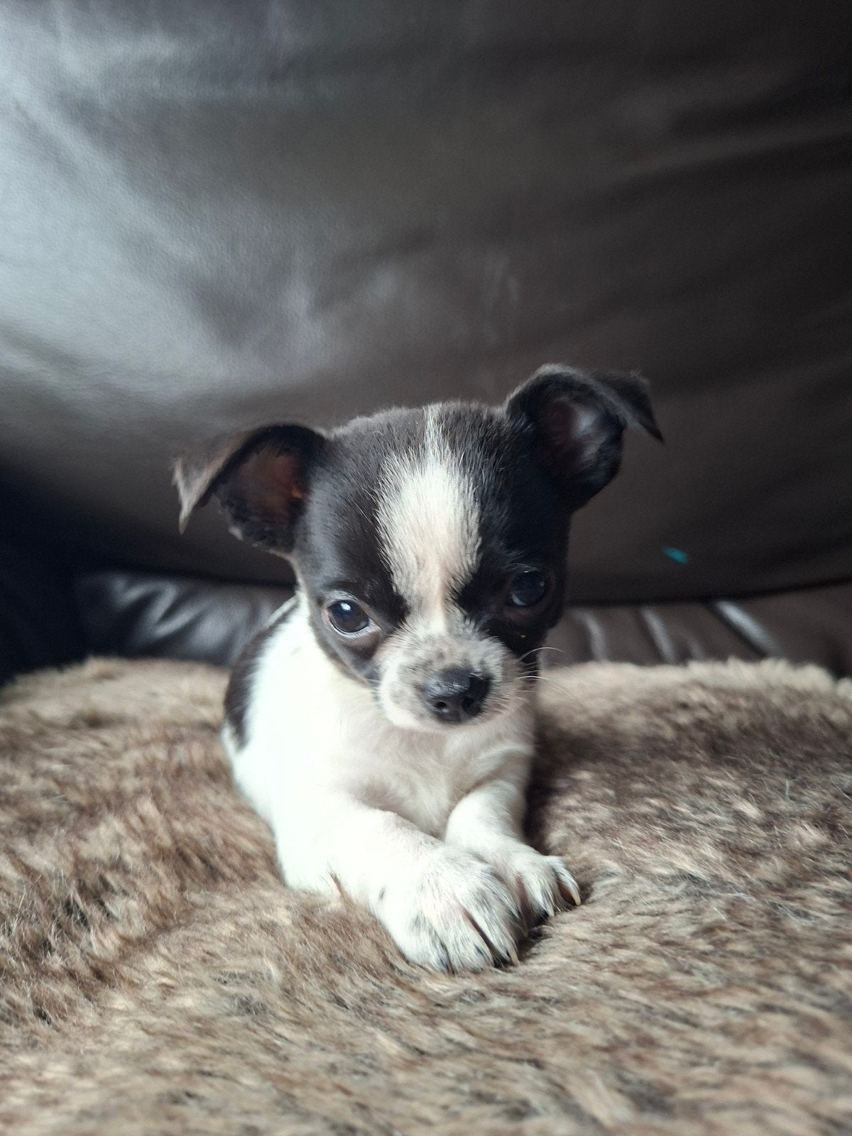 Zeer lief Chihuahua teefje, Dieren en Toebehoren, 8 tot 15 weken, Teef, Eén hond, Chihuahua