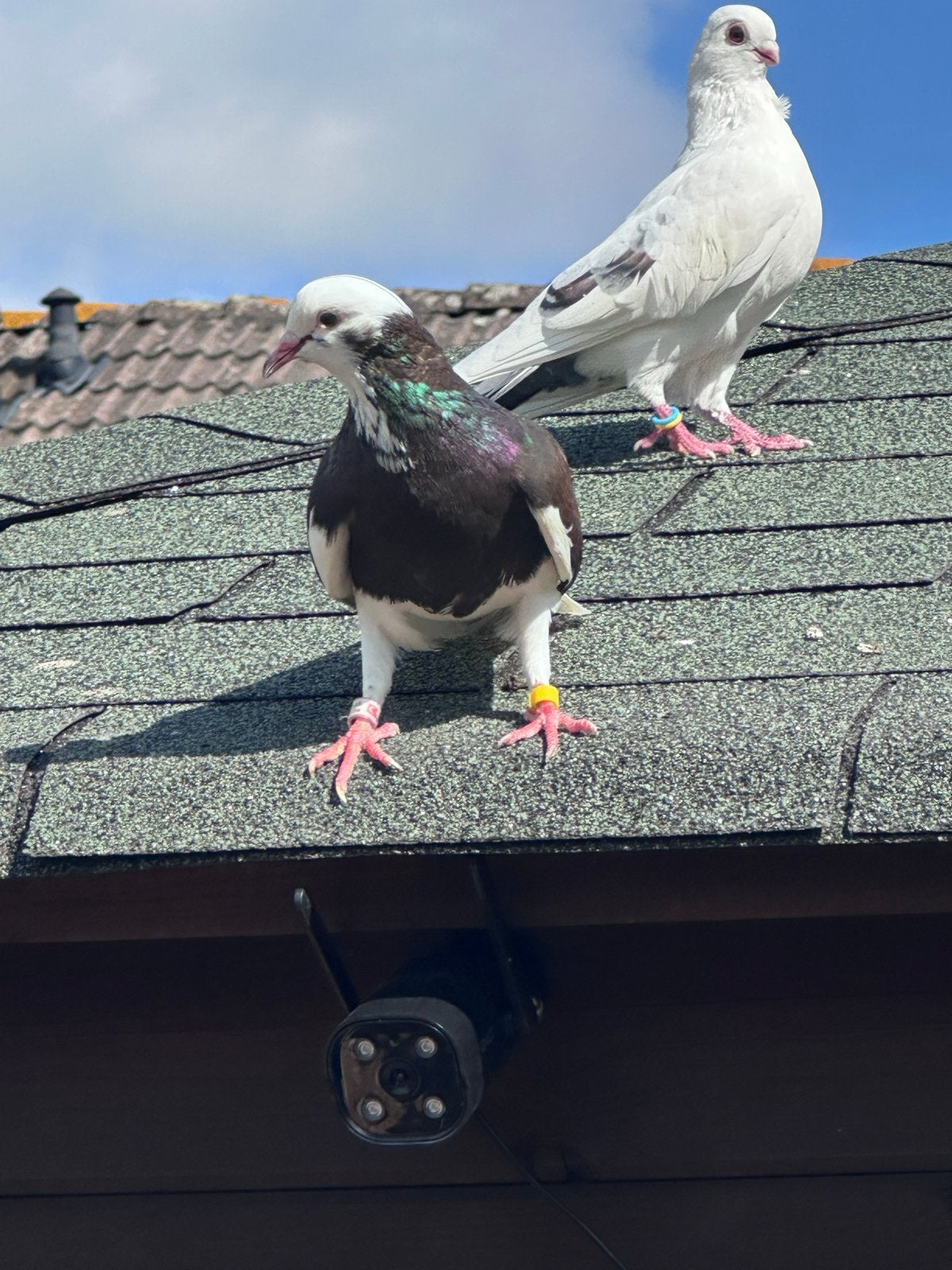 Dönek duiven, Dieren en Toebehoren, Meerdere dieren, Postduif