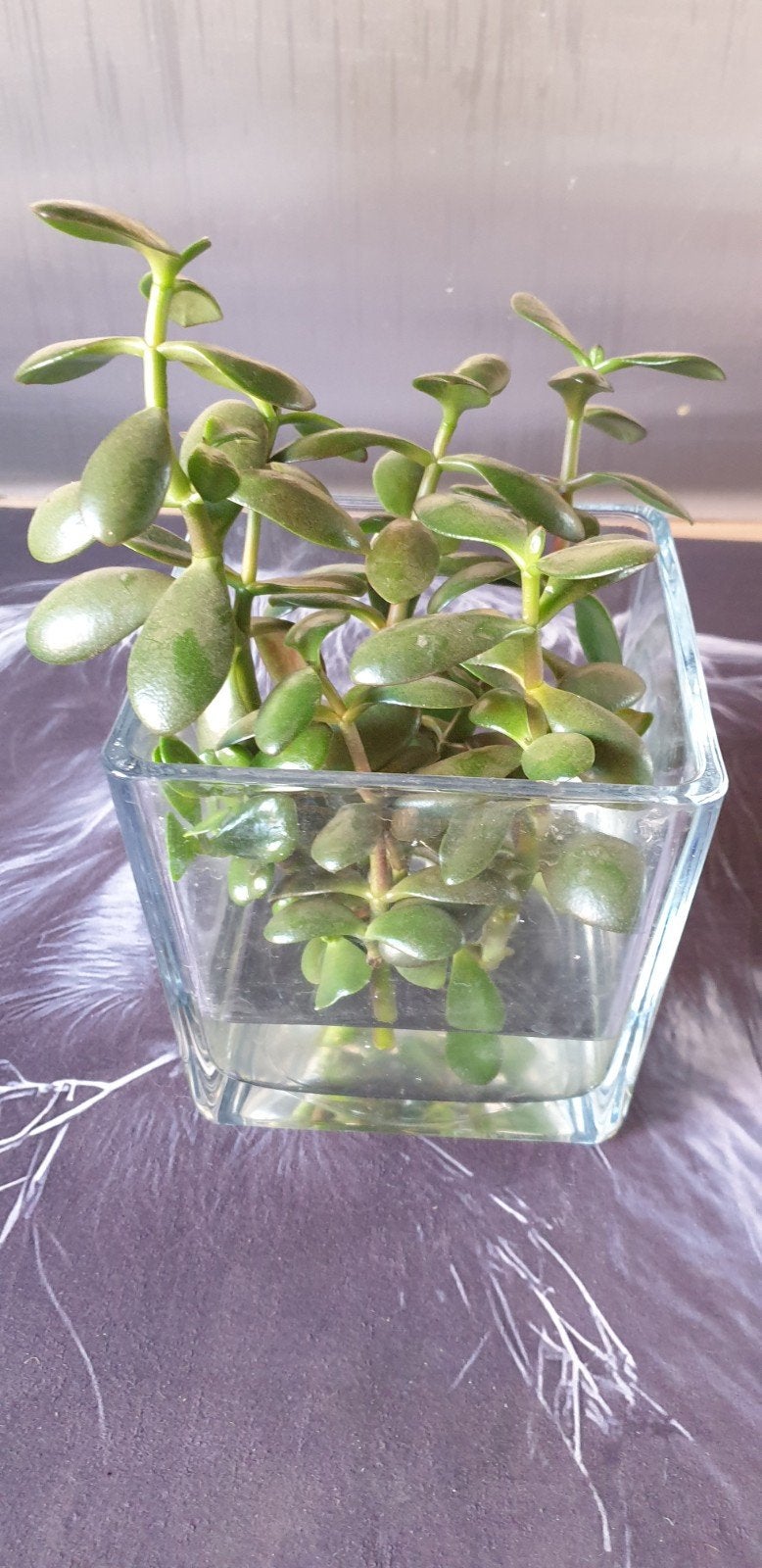 Vetplant stekjes in water - Crassula Ovata, Ophalen, Halfschaduw, Minder dan 100 cm