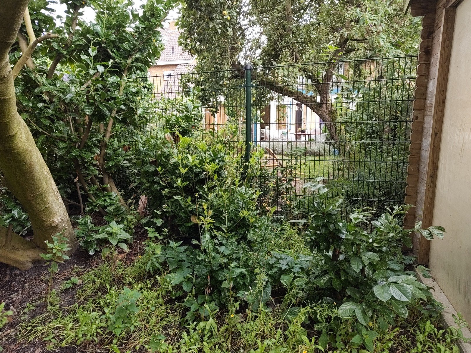 gratis laurier struiken, niet eetbaar, zelf uitgraven, Tuin en Terras, Planten | Struiken en Hagen, Ophalen of Verzenden, Laurier