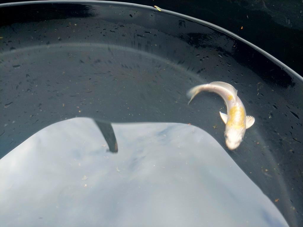 Te koop: Prachtige Doitsu Haiwake koi 🫧, Karper of Koi