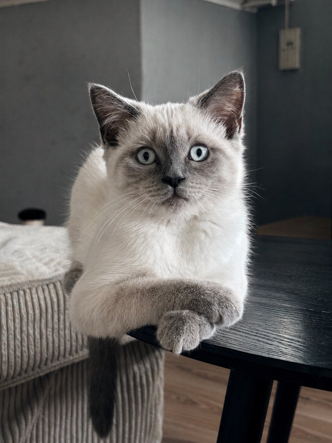 Simmy britse korthaar colorpoint kruising, Poes