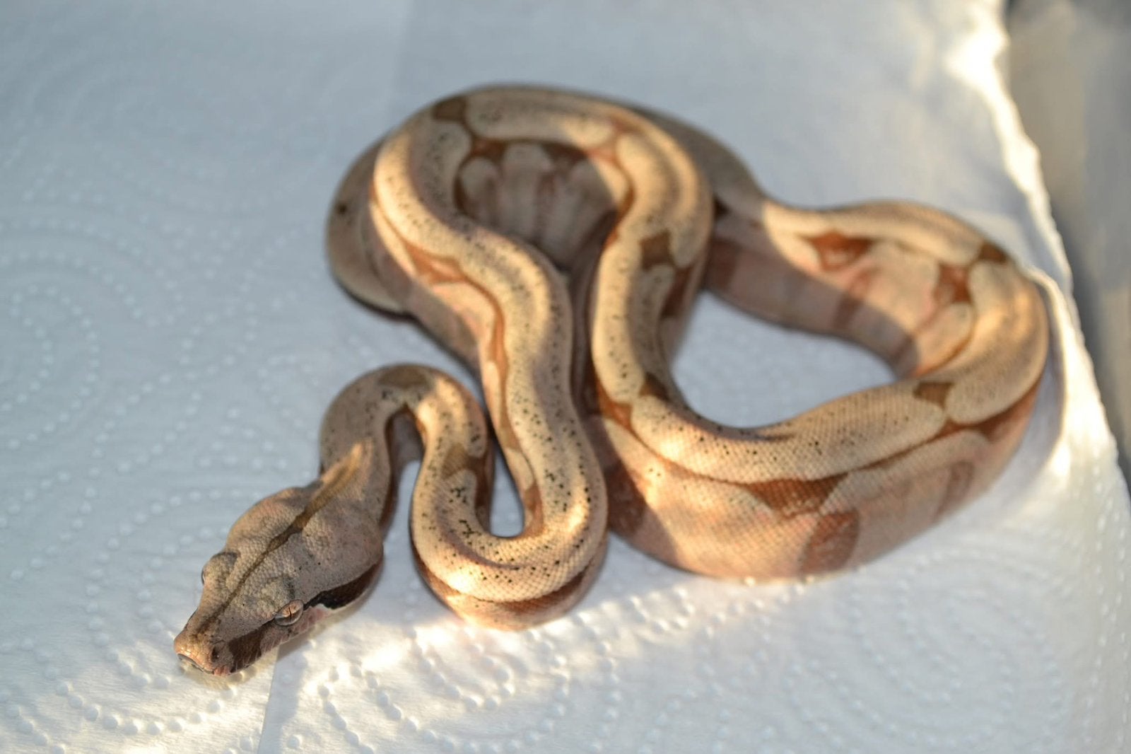 Boa constrictor amarali Boa Constrictor - male for sale from Anke
