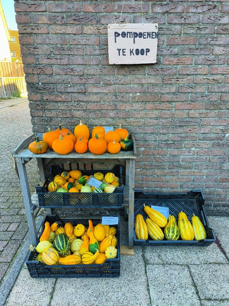 pompoenen, Ophalen, Volle zon