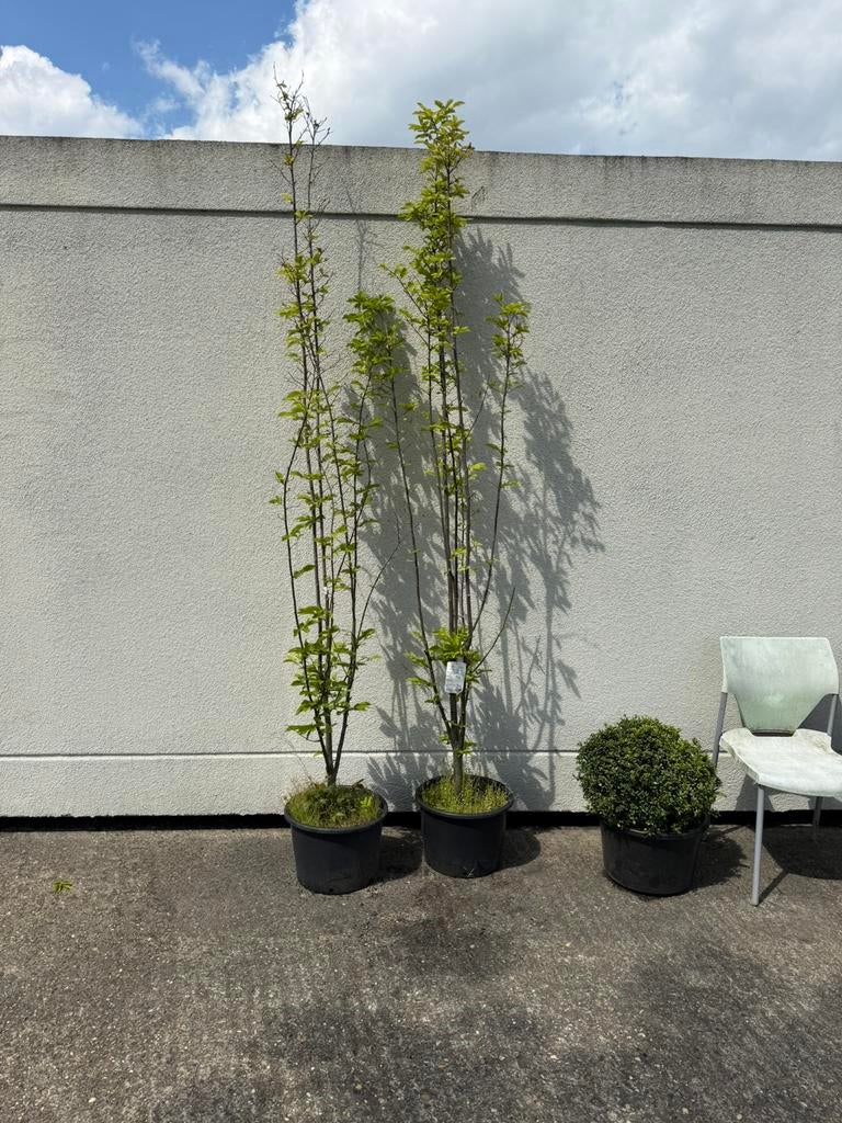Gewone haagbeuk zuil vorm nu 225cm plus 2st 39,50 pst, Tuin en Terras, Planten | Bomen, Bloeit niet, 250 tot 400 cm, Zuilboom