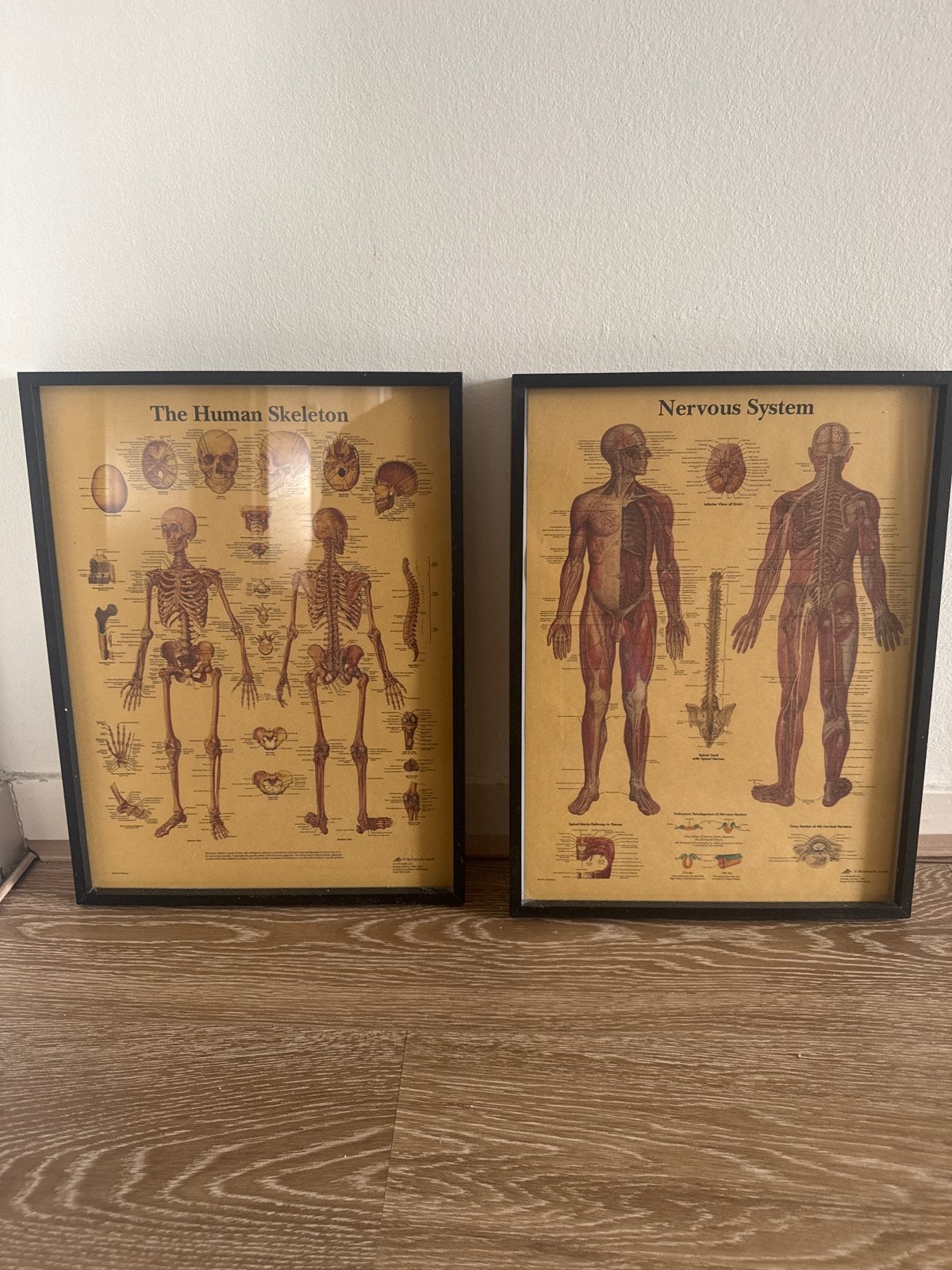 Anatomische posters: Skelet en Zenuwstelsel (2 stuks), 50 – 75, Minder dan 50 cm, Gebruikt, Ophalen of Verzenden