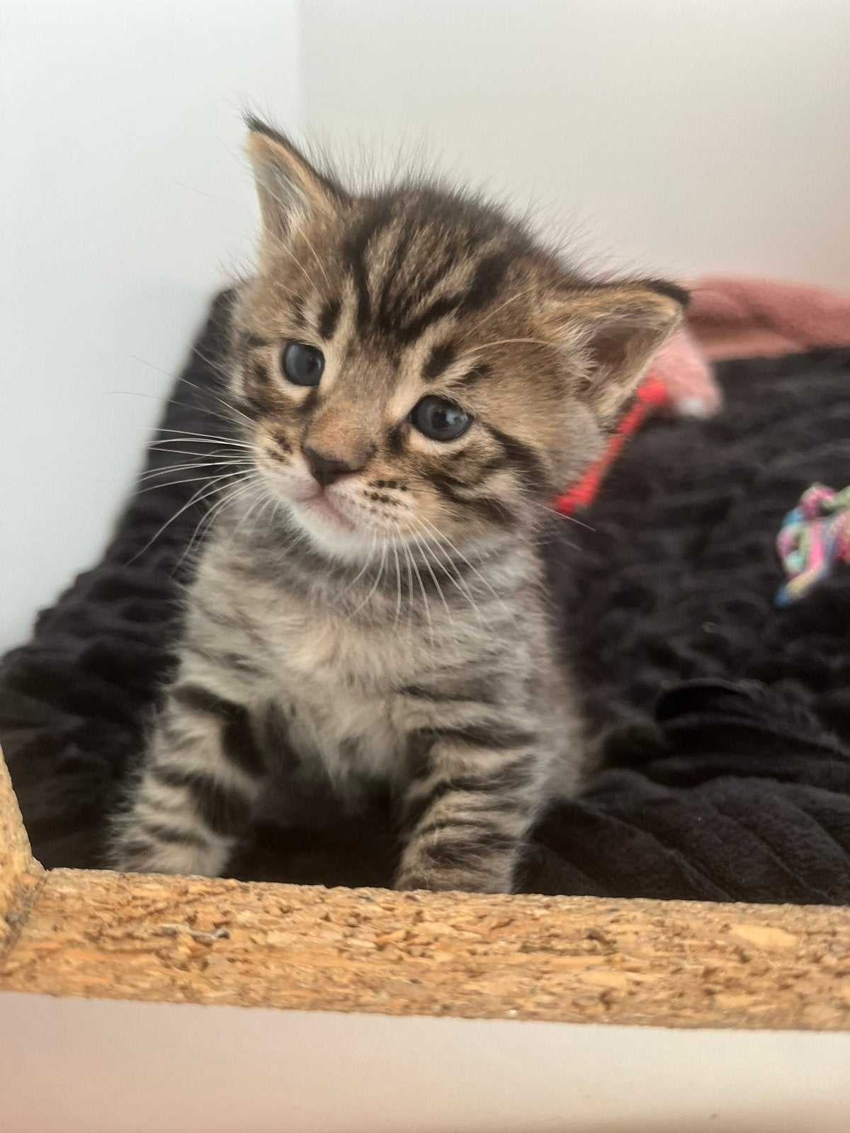 Bengaal kittens mogen verhuizen, 2x kater, Dieren en Toebehoren, Meerdere dieren, Met stamboom, 0 tot 2 jaar