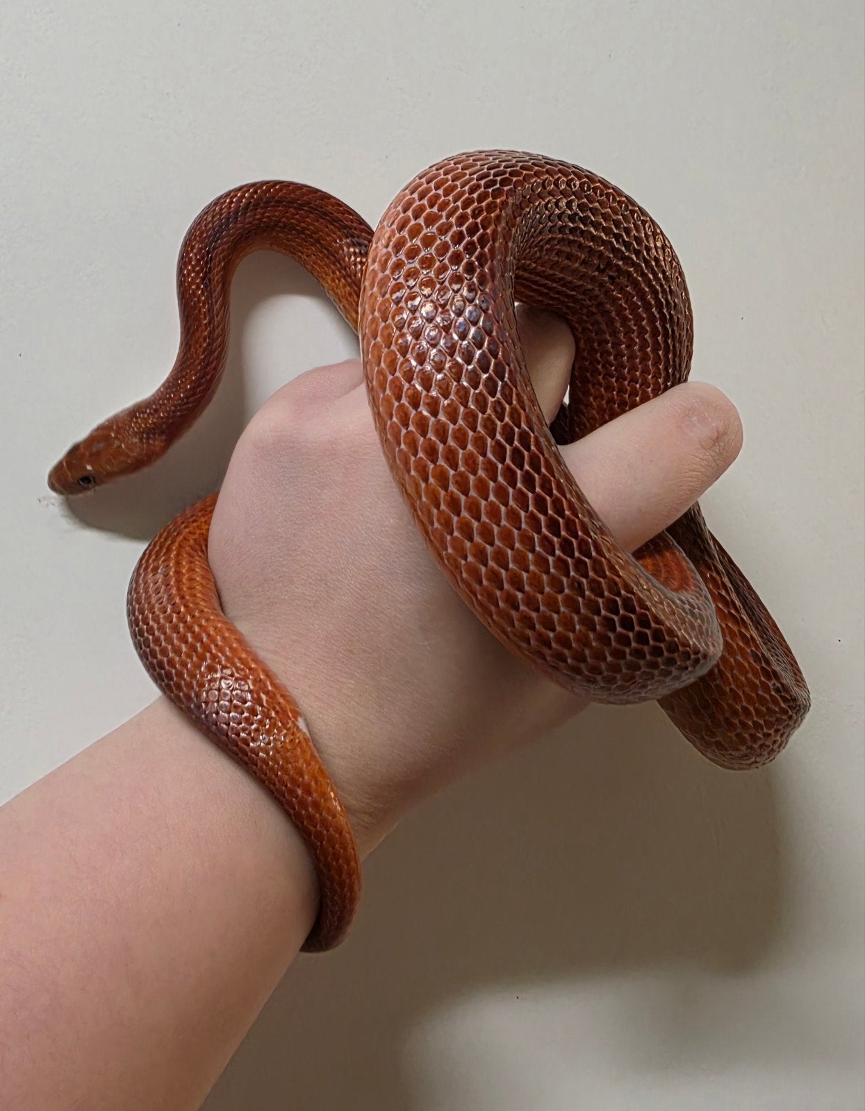 Pantherophis guttatus (Bloodred striped) 0.1 Corn Snake photo 2