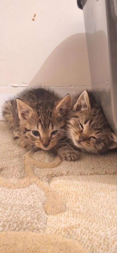 4 prachtige kittens die all naar nieuwe huisje mogen, Meerdere dieren, 0 tot 2 jaar