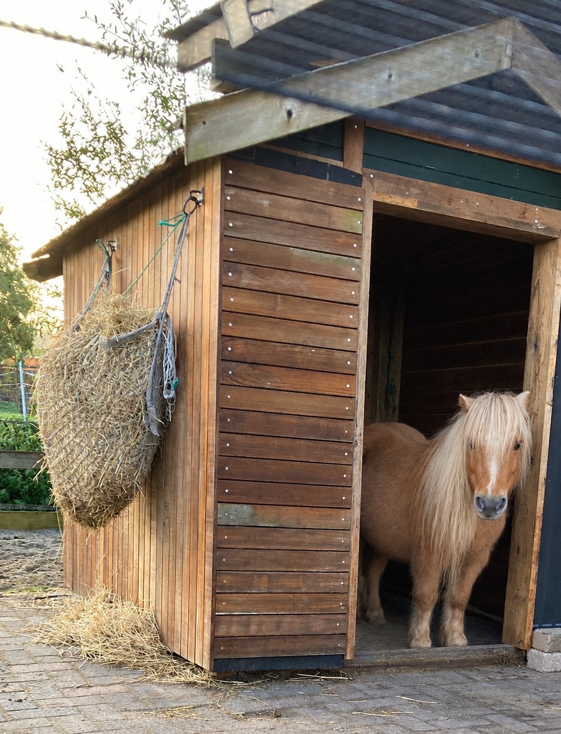 Stalling voor mini of Shetlanders + eventueel weidegang, Dieren en Toebehoren, Stalling, 1 paard of pony