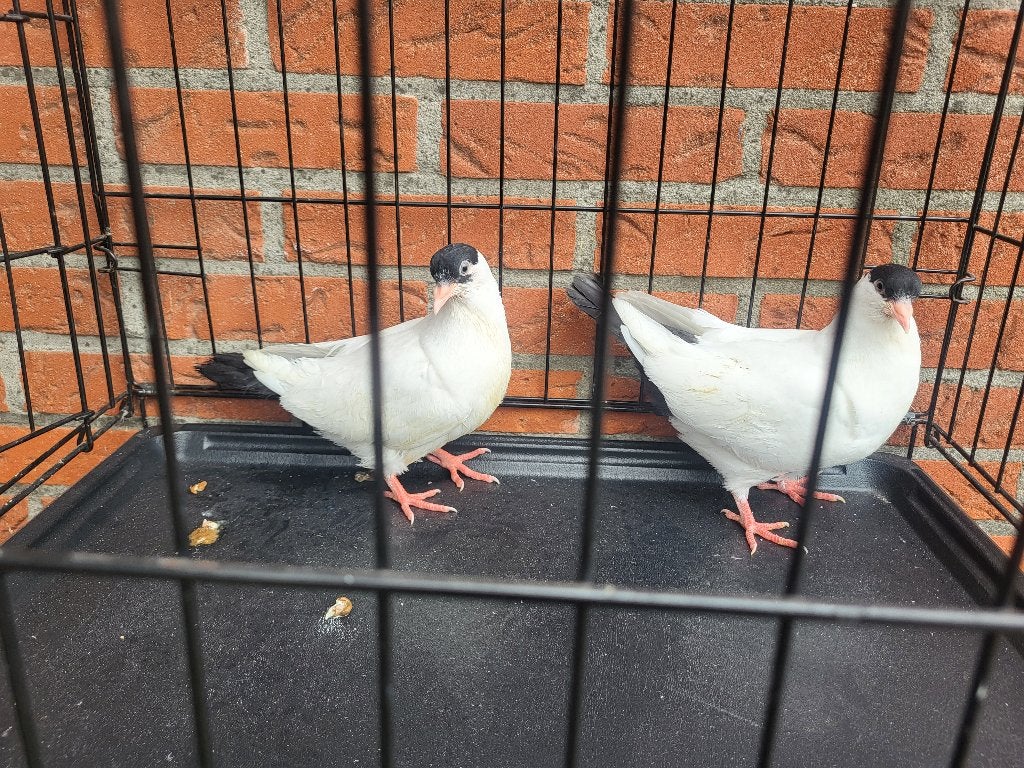 Helmduiven, Dieren en Toebehoren, Geslacht onbekend, Overige soorten