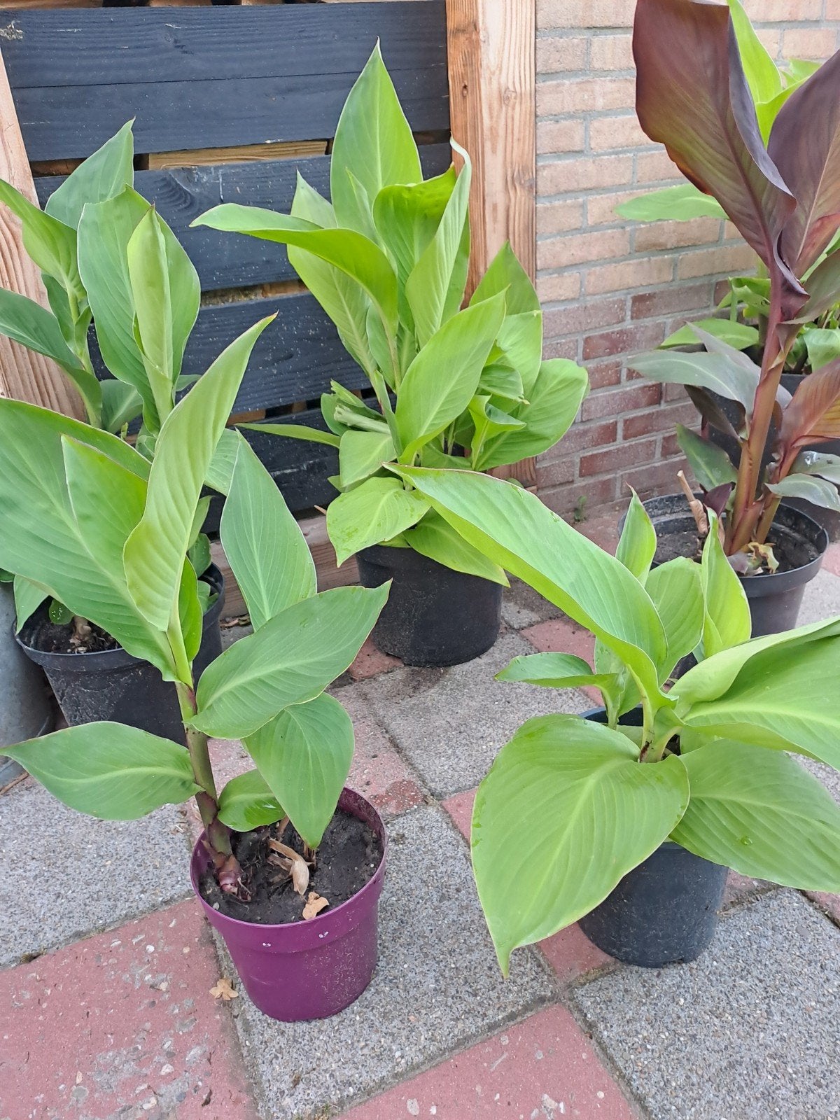 5 canna planen 4 x geel 1 x rood, Tuin en Terras, Planten | Tuinplanten, Ophalen, Overige soorten, Volle zon