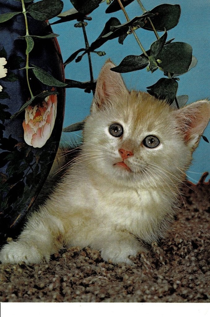 Poes, Verzamelen, Ophalen of Verzenden, 1980 tot heden, Ongelopen, Hond of Kat