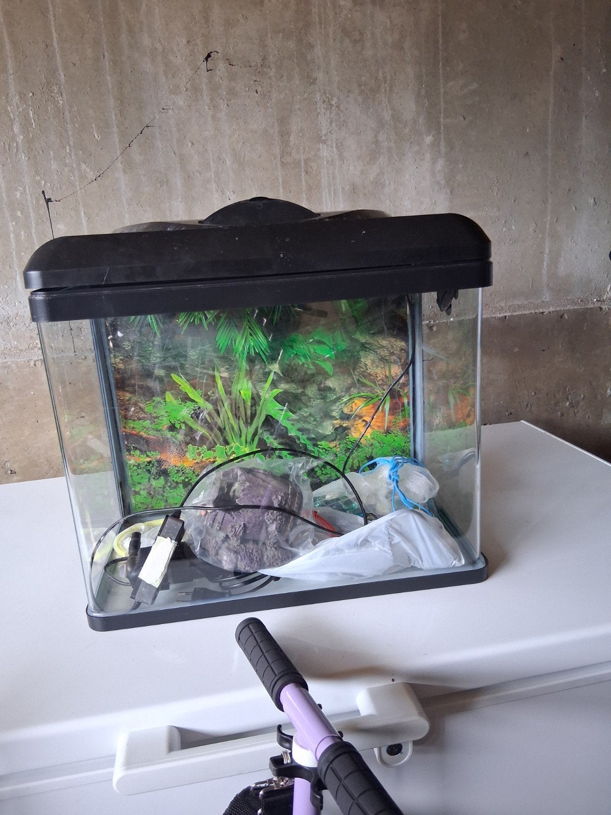 Aquarium, Dieren en Toebehoren, Vissen | Aquariumvissen, Vis