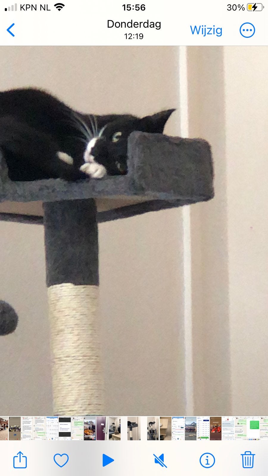 Twee tuxedo katers 10 maanden oud zoeken een  warm huis, Kater