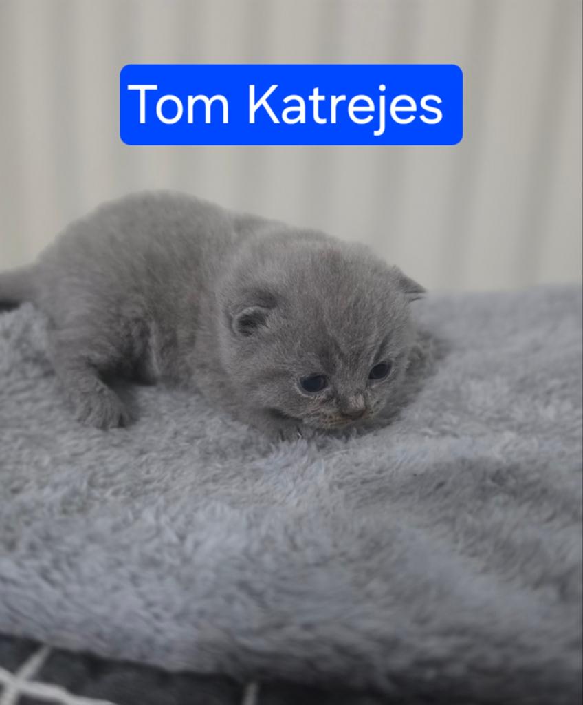 Britse Korthaar Kitten (Blauwe ), Kater, Met stamboom, 0 tot 2 jaar