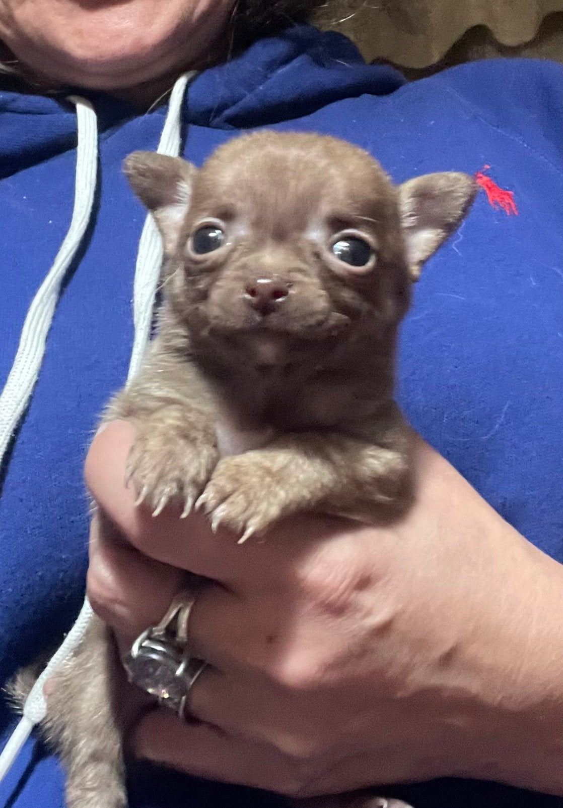 Pomchi pups, Overige rassen, CDV (hondenziekte), 8 tot 15 weken, Meerdere
