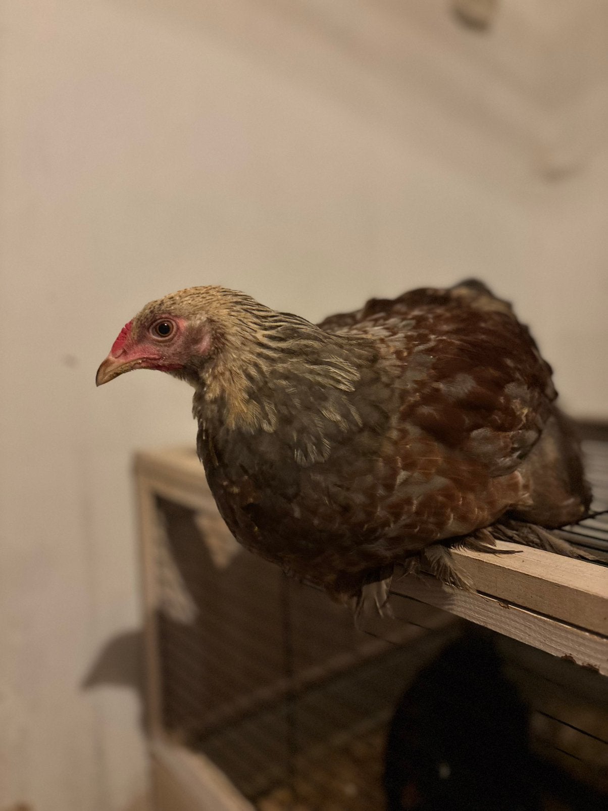 Brahma haan te geef!, Dieren en Toebehoren, Mannelijk, Kip