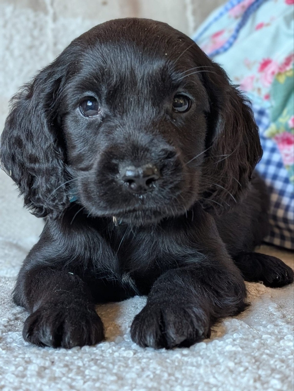 boomer x Engelse cockerspaniel pups, Overige rassen, 8 tot 15 weken, CDV (hondenziekte), Meerdere