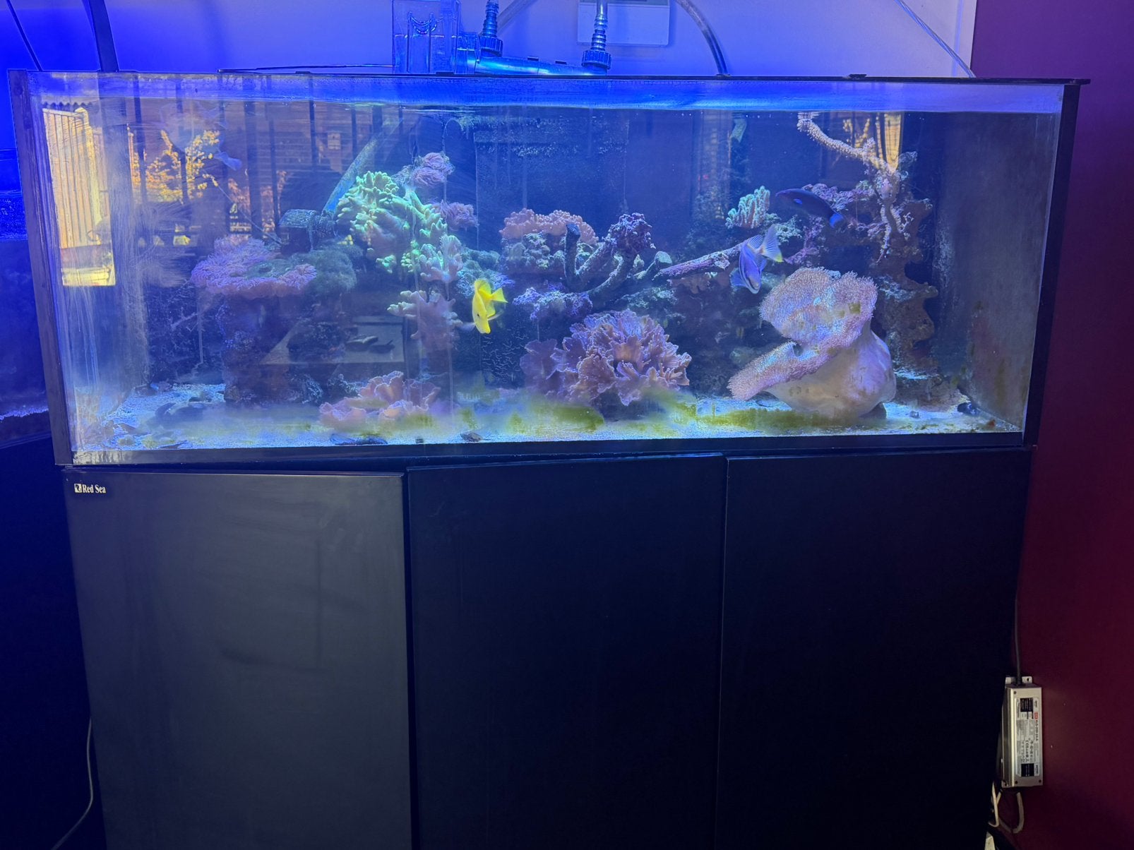 Zeeaquarium Red sea 525XL, Ophalen of Verzenden, Gebruikt, Leeg aquarium