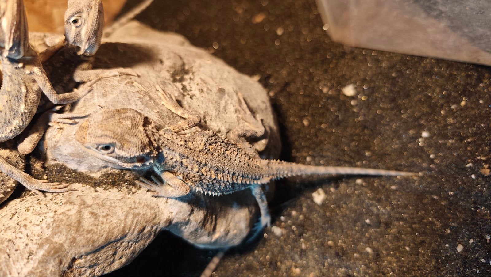 Jonge Dwerg baardagamen, pogona henrylawsoni. Bearded Dragon photo 4