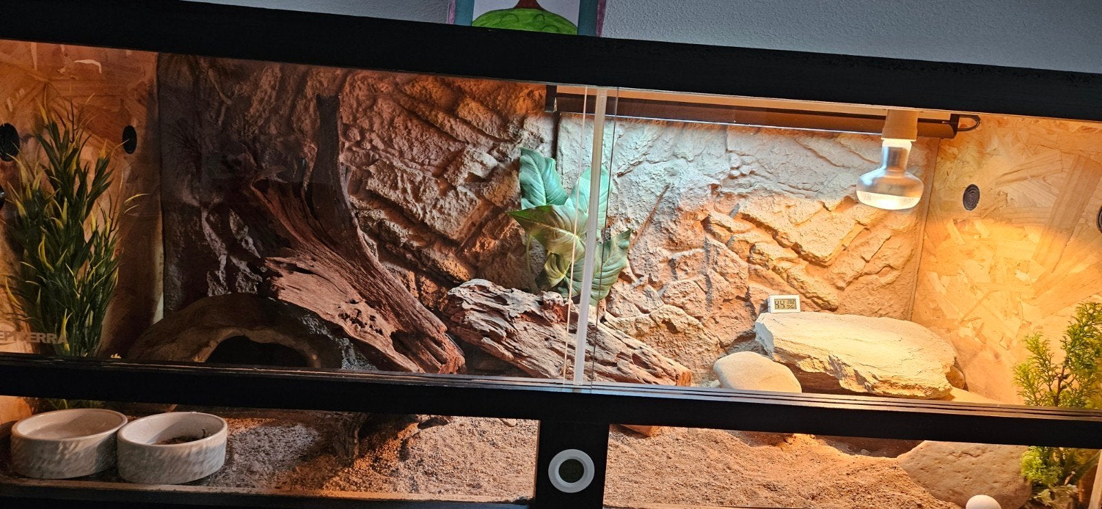 Terrarium baardagaam (120x50x50), Ophalen