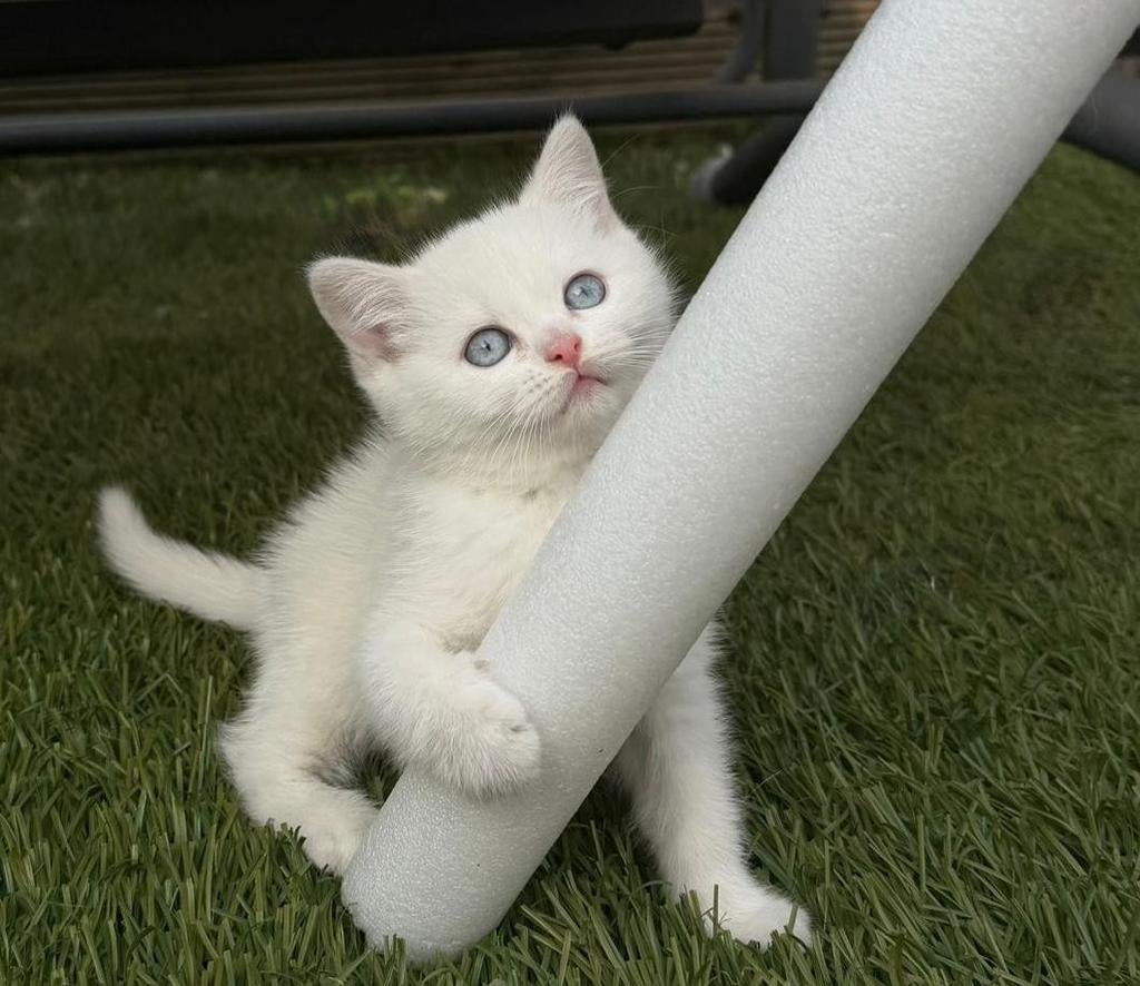 Ras lieve kitten te koop, Poes