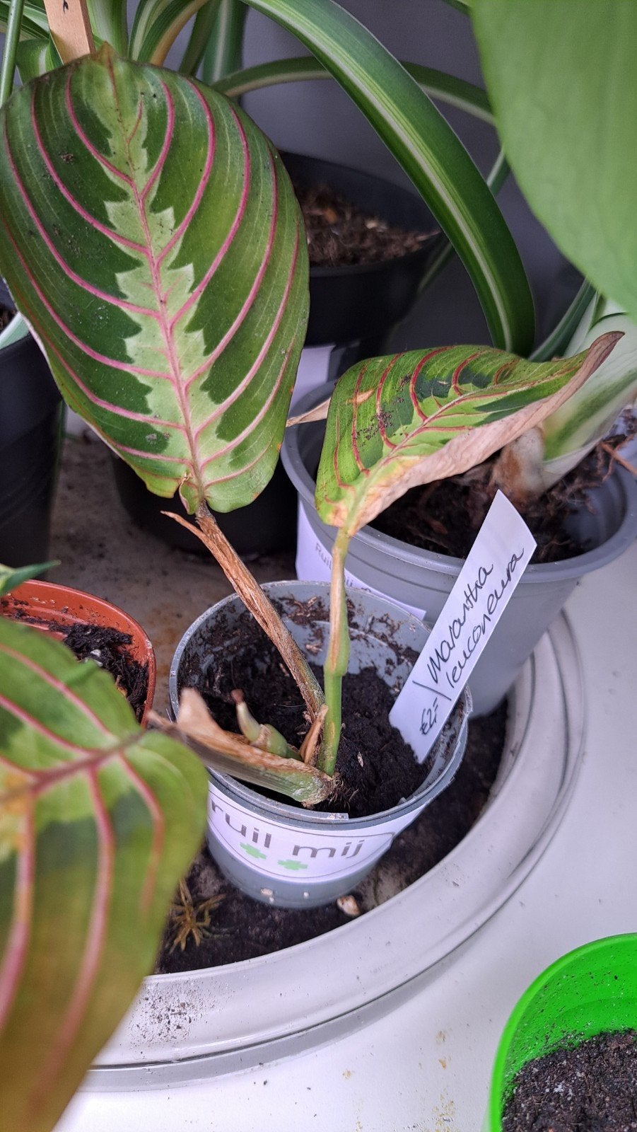 Marantha leuconeura, Ophalen, Halfschaduw, Minder dan 100 cm