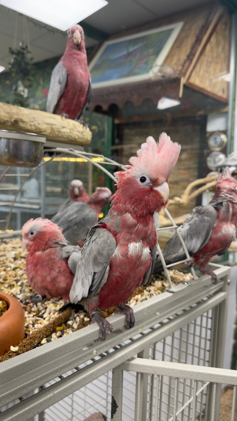 Jonge rose handtam en getest op alle ziekte, Dieren en Toebehoren, Meerdere dieren, Papegaai, Pratend