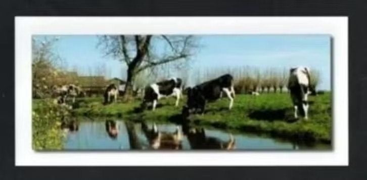 Ansichtkaart Koeien Melkkoeien Knotwilgen., Ophalen of Verzenden, 1980 tot heden, Ongelopen, Overige soorten