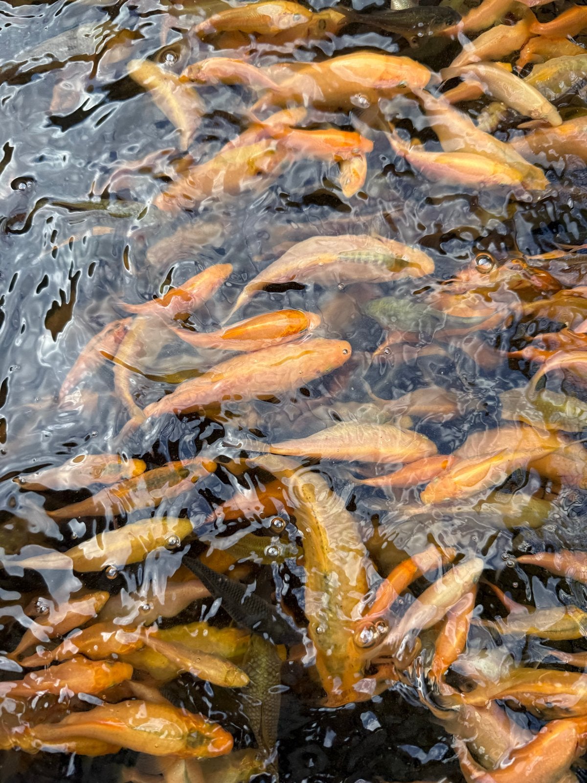 Kleine koi’s, Karper of Koi